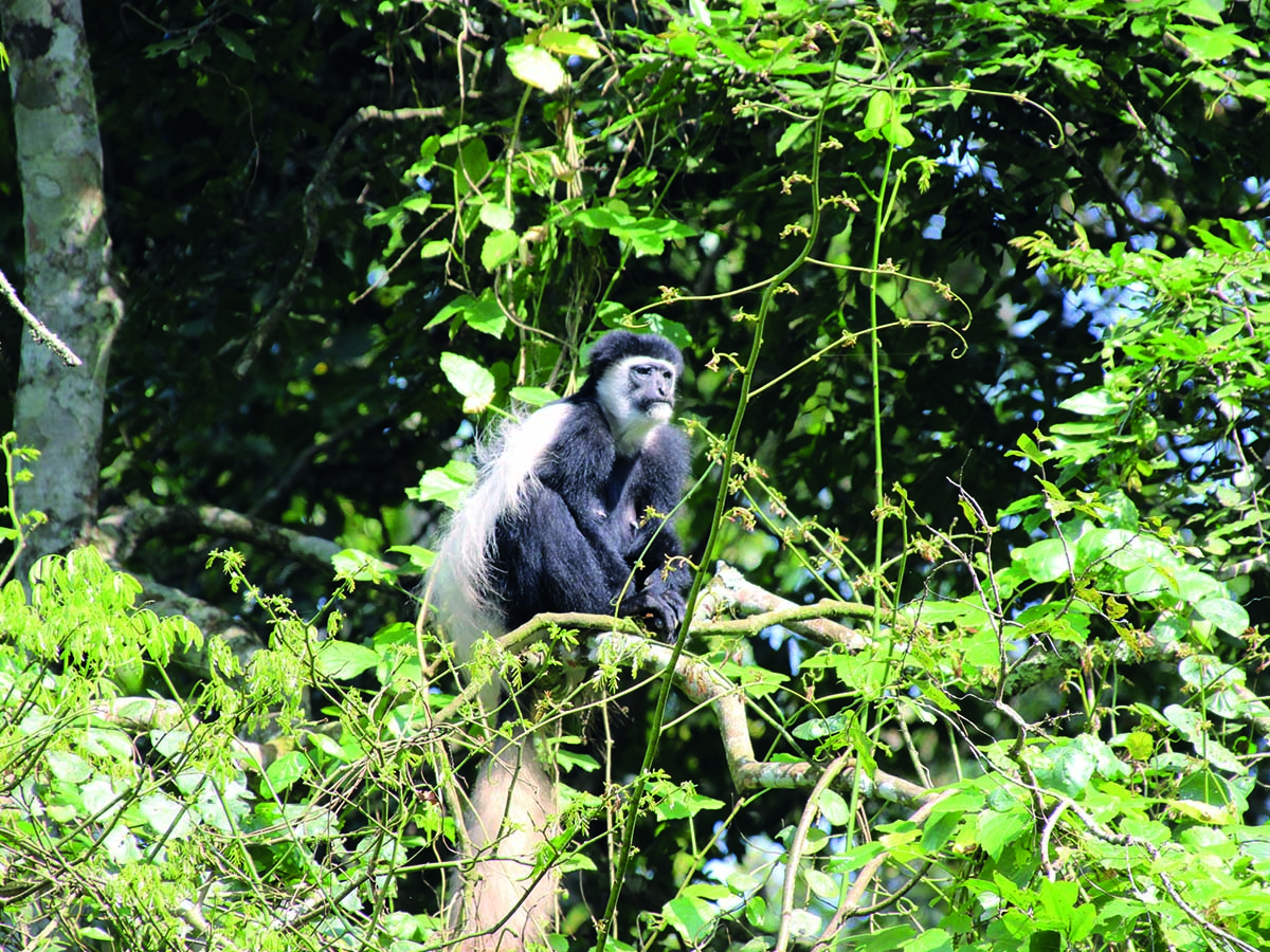 Arusha3