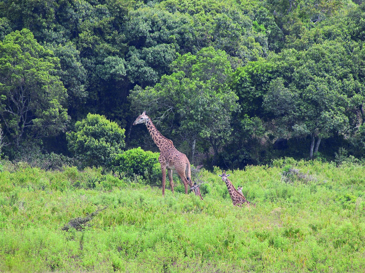 Arusha4