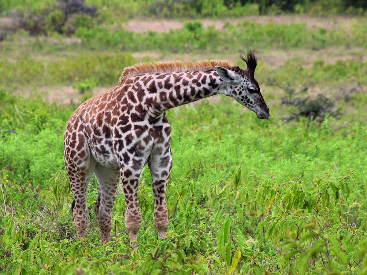 Arusha6