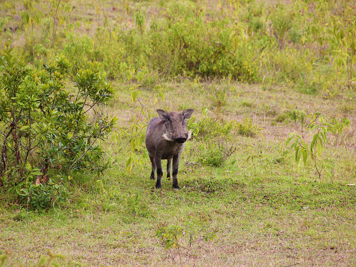 Arusha7