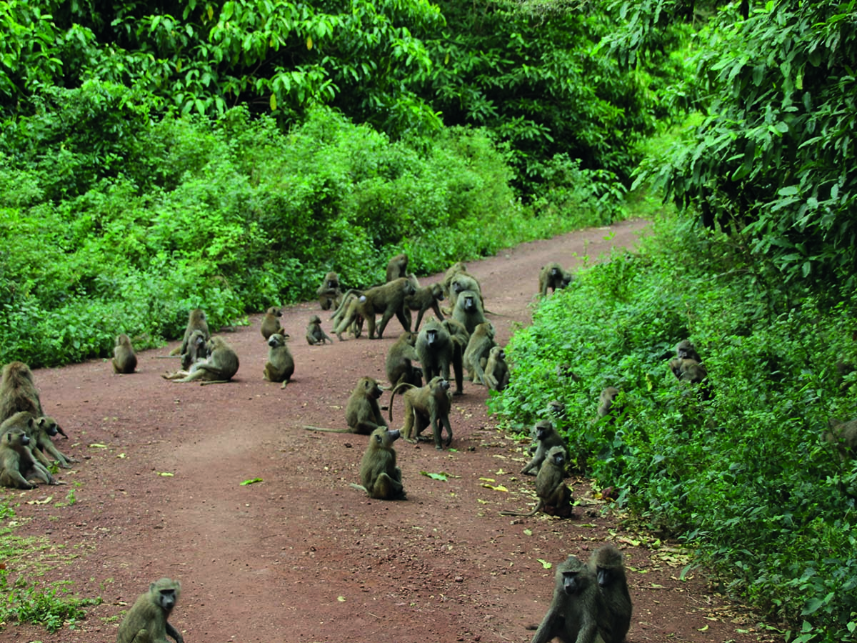 Manyara3