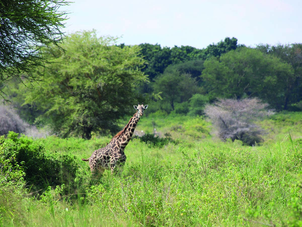 Manyara5