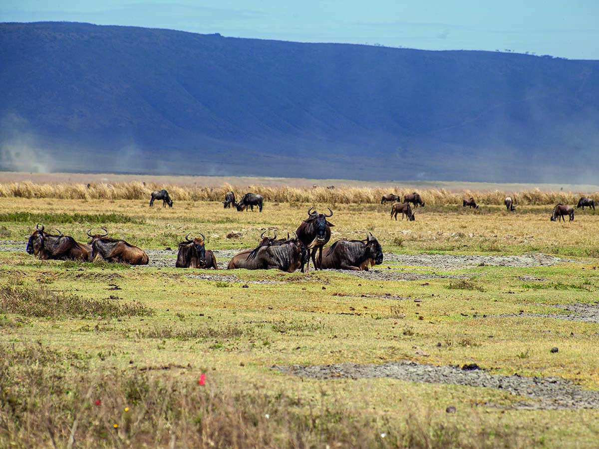 Ngorongoro1