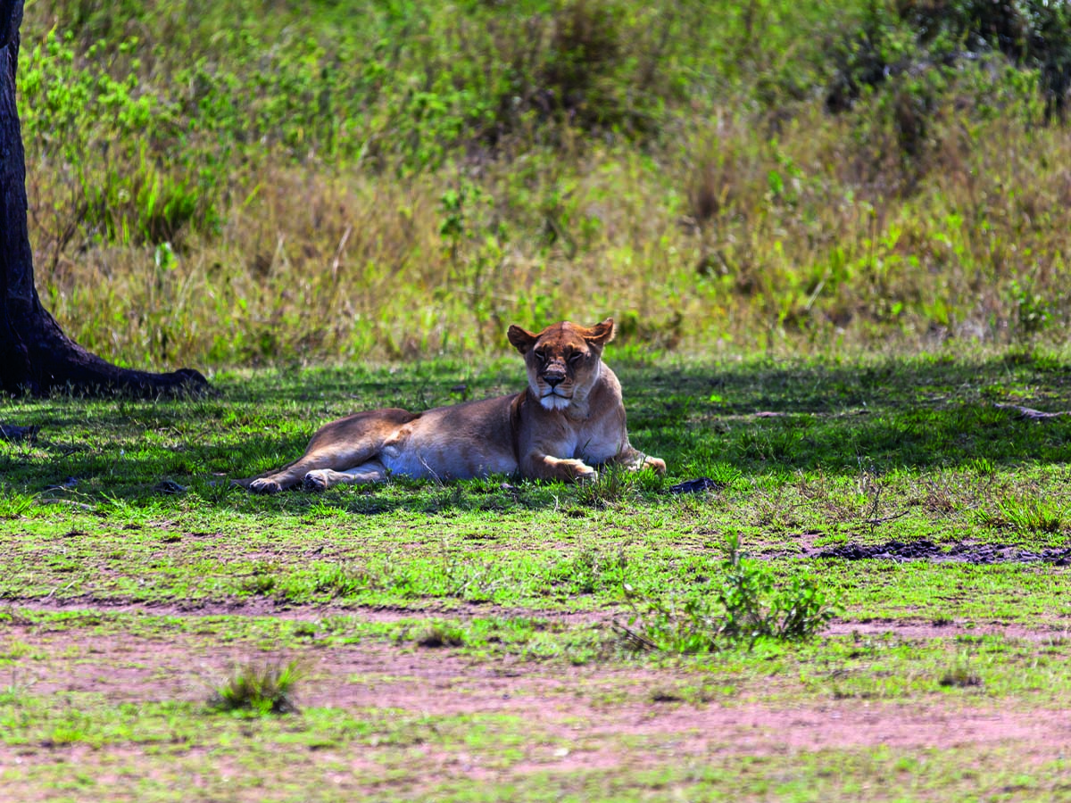 Ngorongoro2