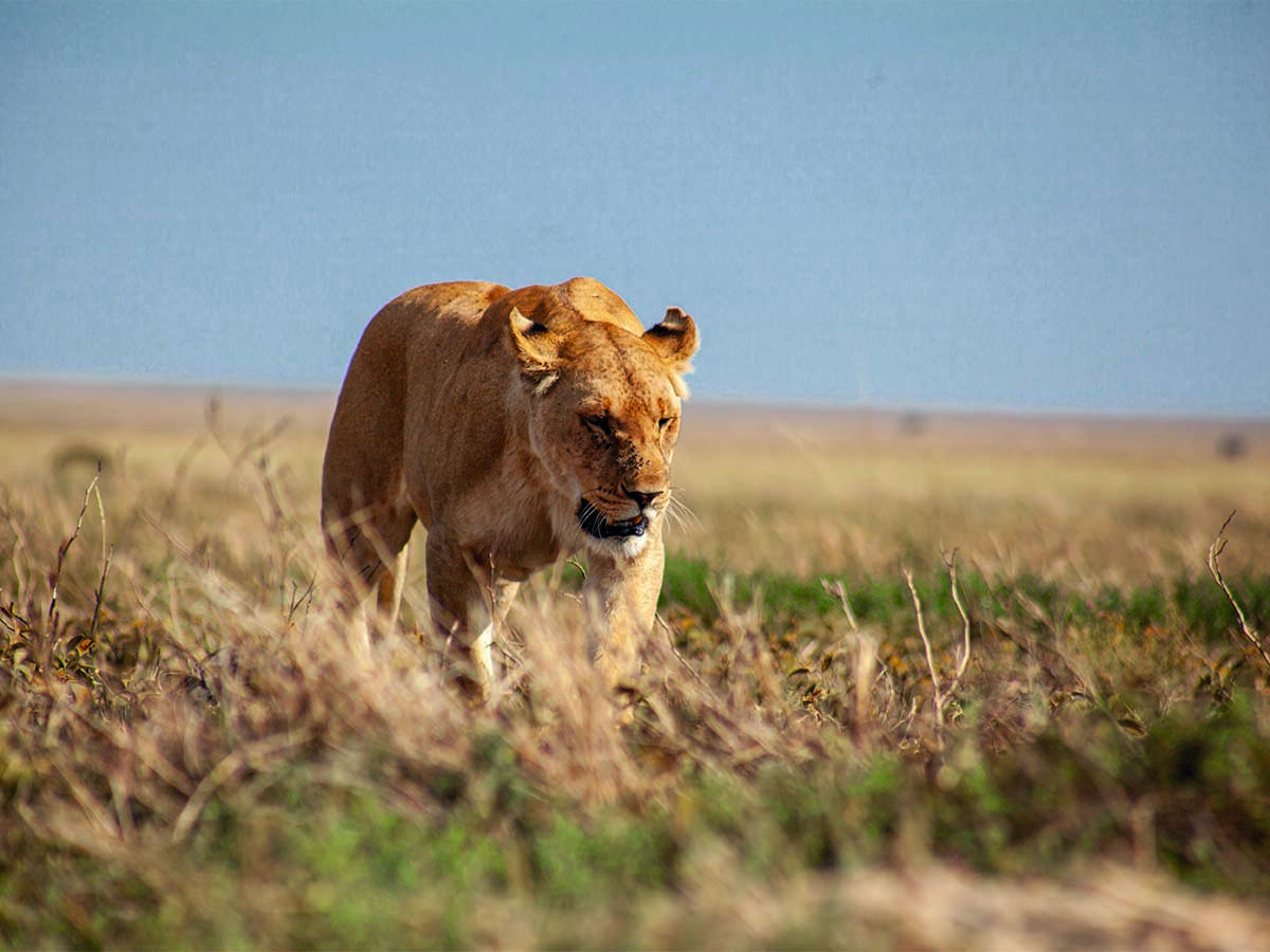 Serengeti1