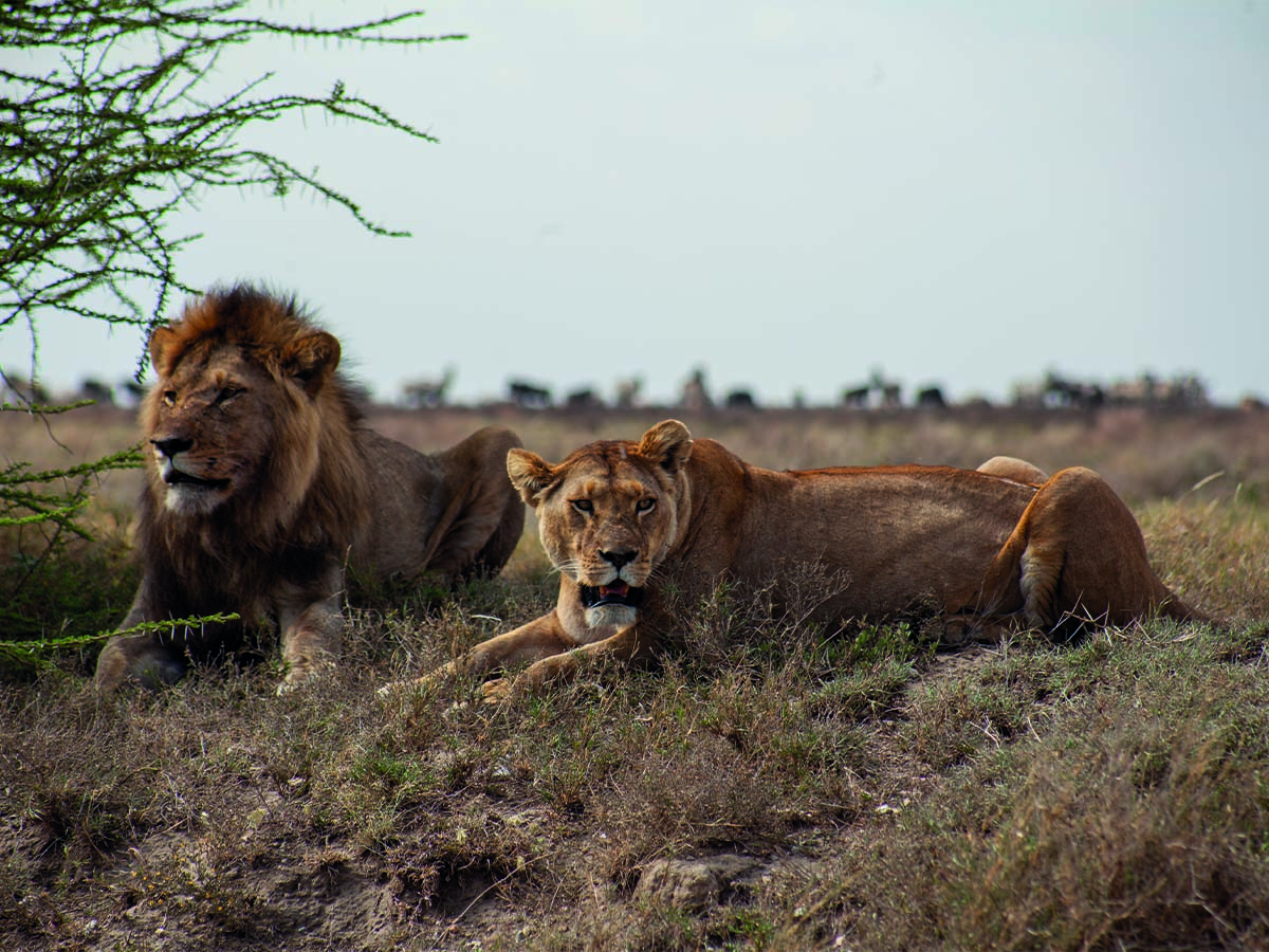 Serengeti2