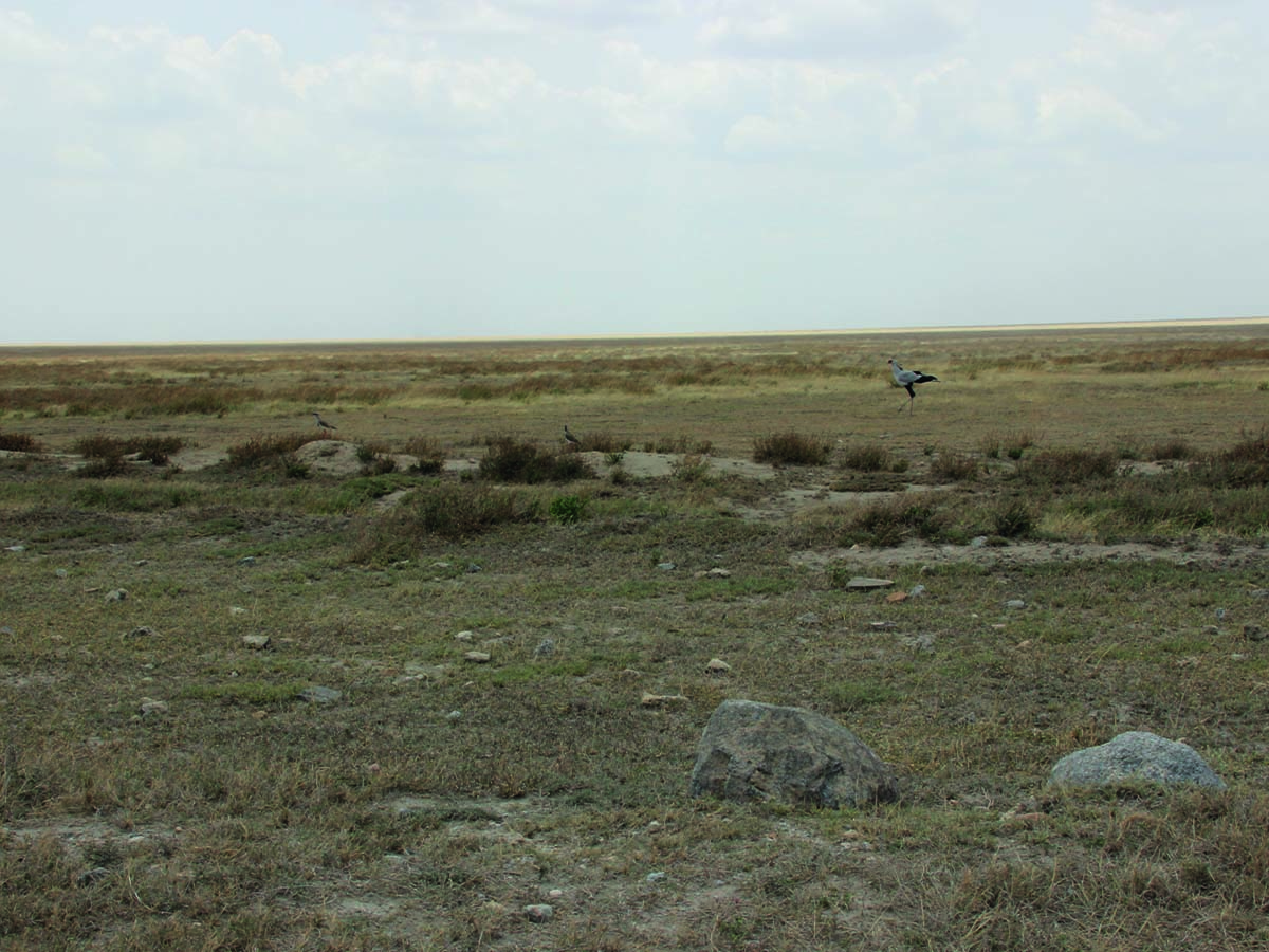 Serengeti5