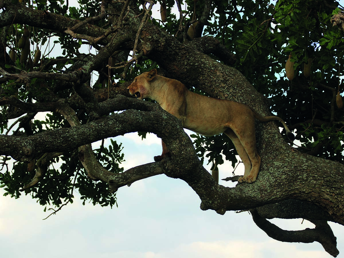 Serengeti6