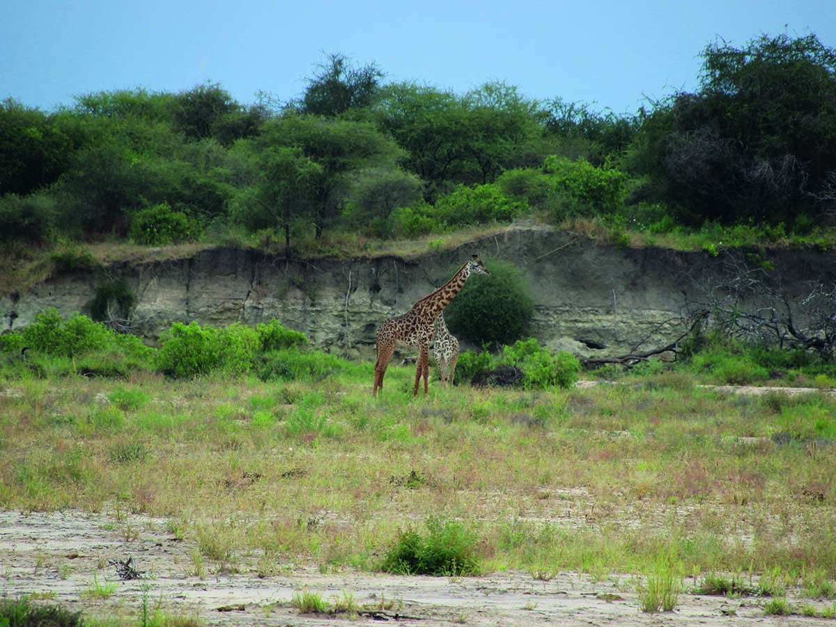 Tarangire1