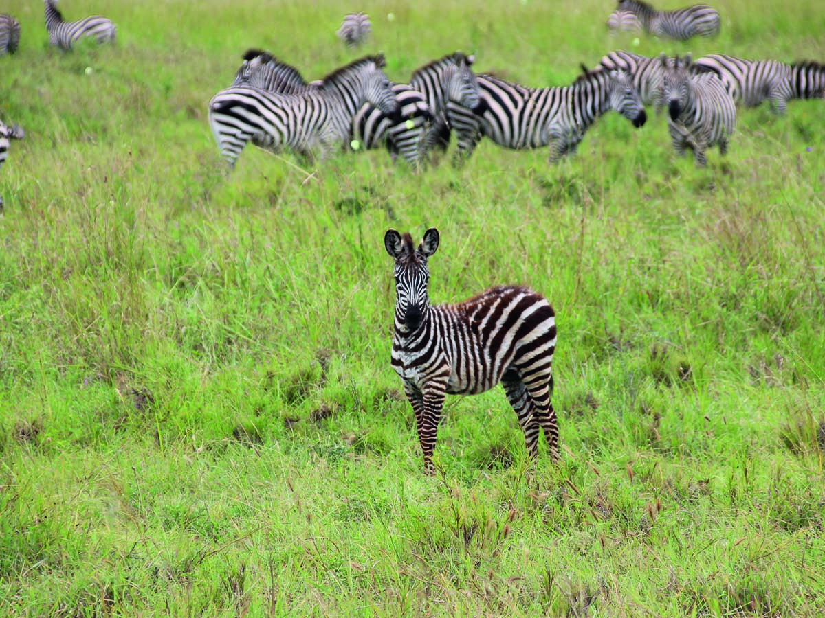 Tarangire2
