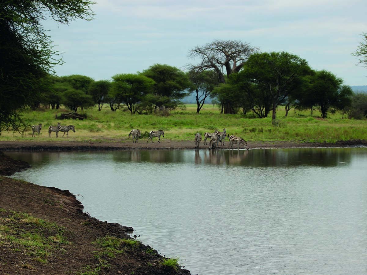 Tarangire3