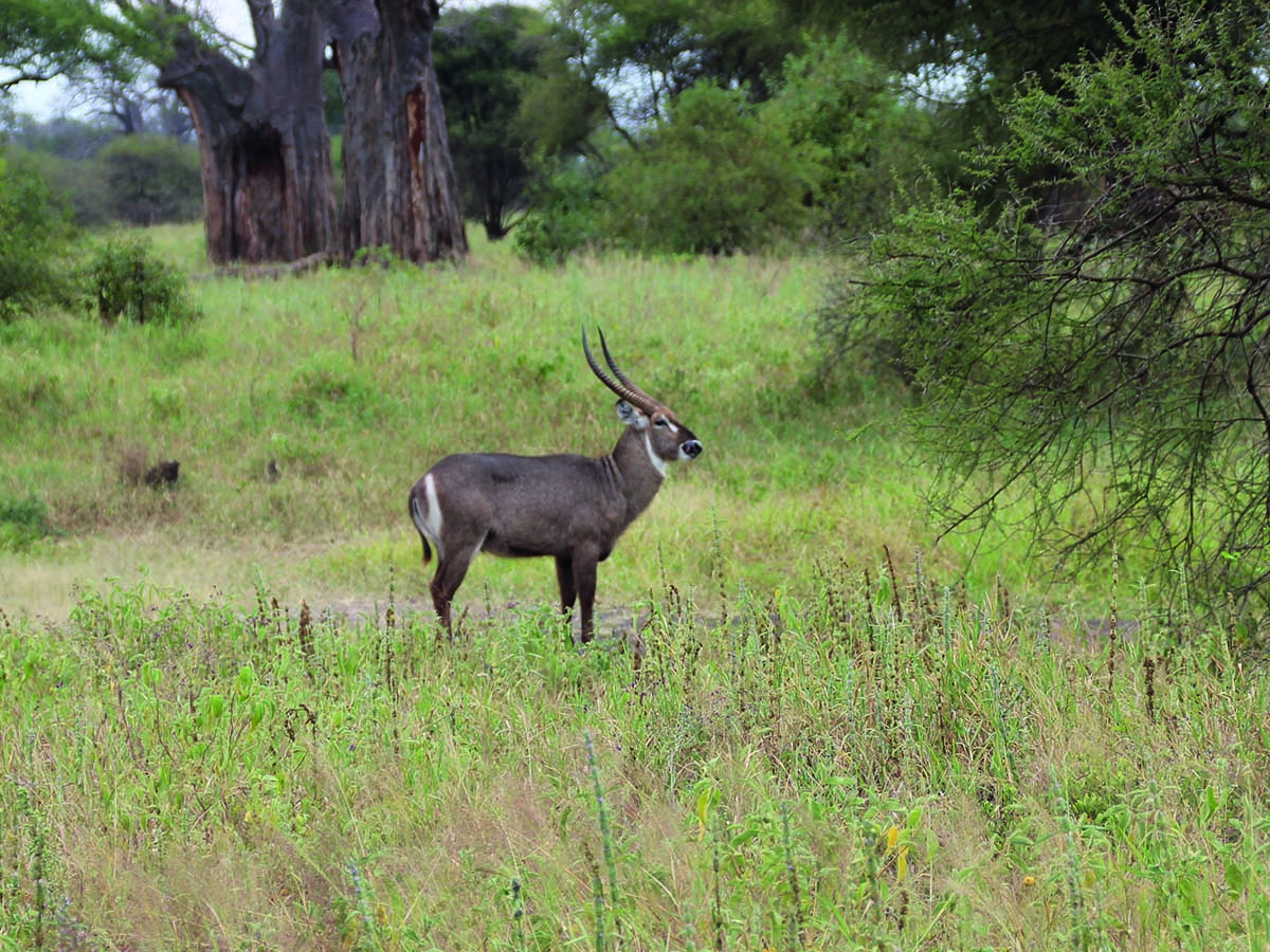 Tarangire4