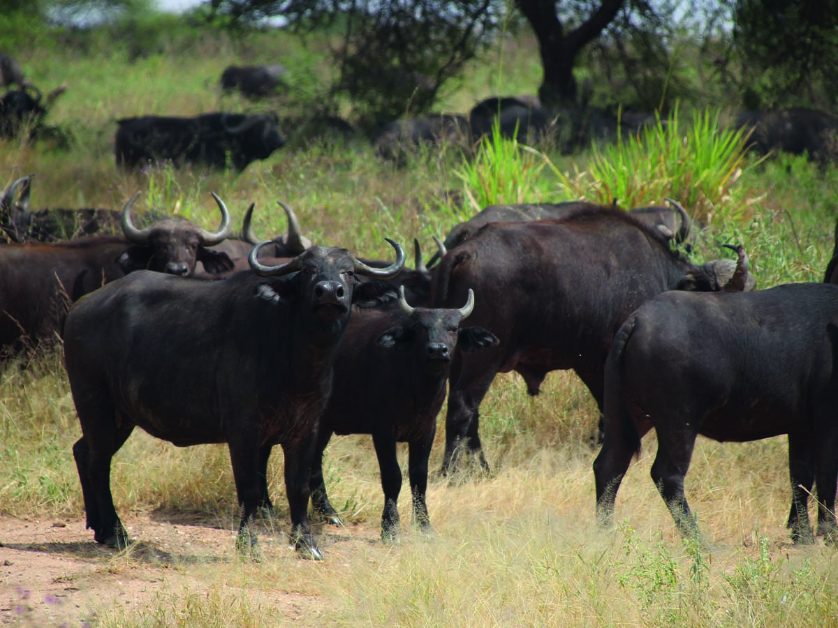 Tarangire5