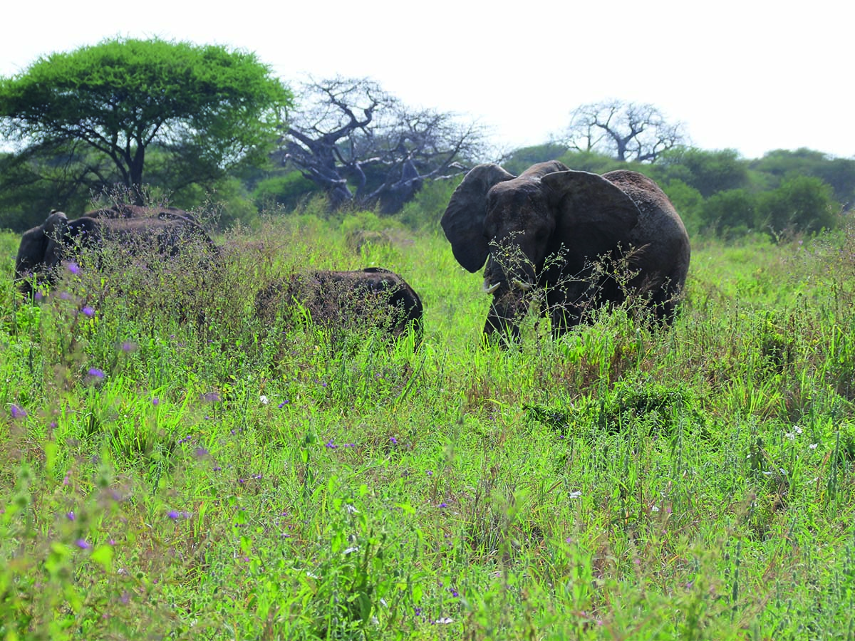 Tarangire6