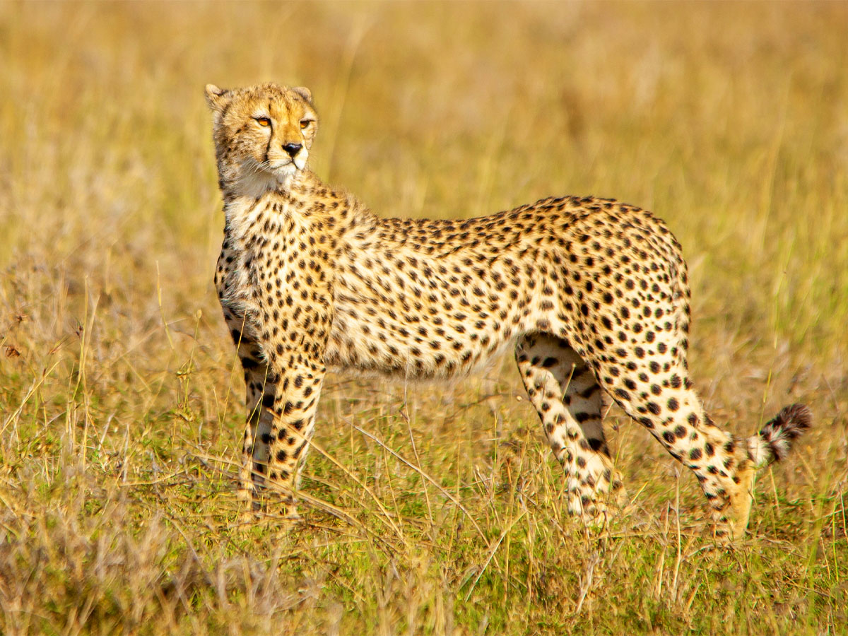 Tarangire8